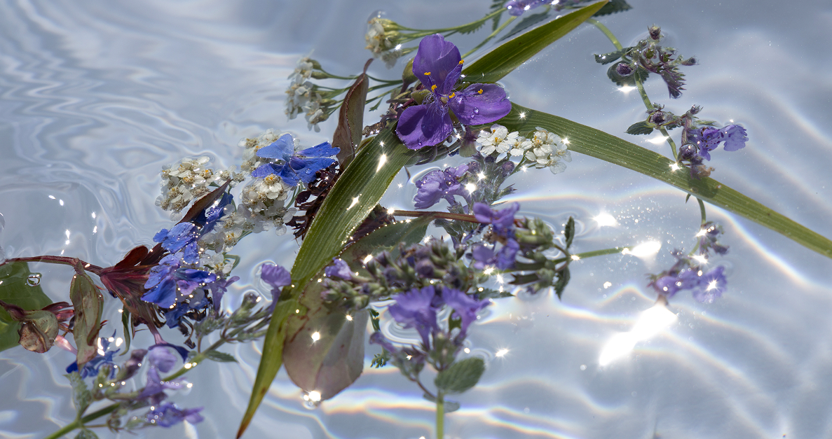 Photo Fleurs