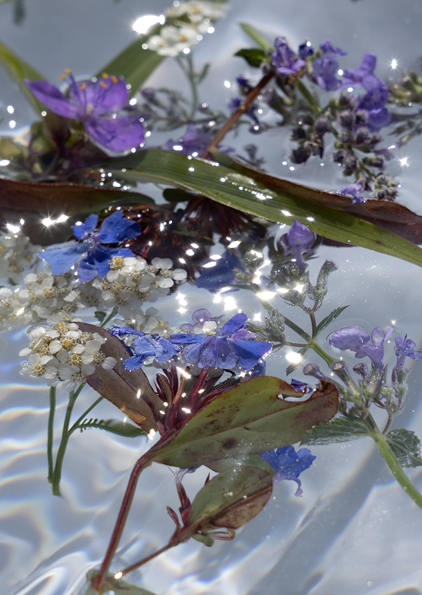 Photo Fleurs